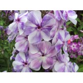 Флокс Phlox Батик